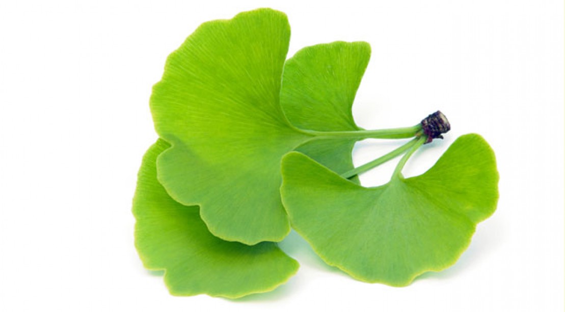 GINKGO BILOBA Reviews - Benefits and SHOCKING Side Effects